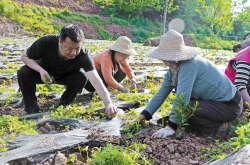 秘密:【脱贫故事】种植中药材 圆了张玉平致富梦