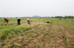 神奇:云南河西：中药材种植铺就村民致富路