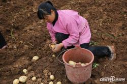 神奇:【乡村振兴】青龙村民改良土壤种出致富洋芋