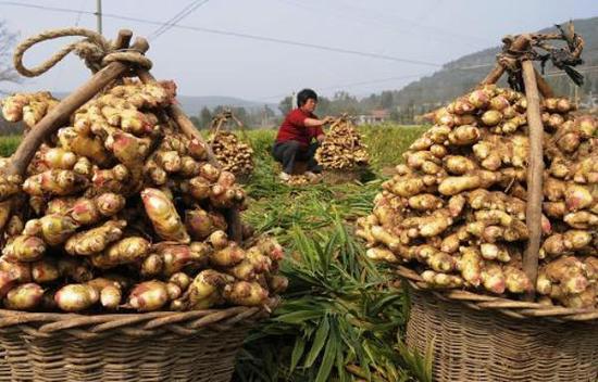 现在做农业种植怎么样_种植农业赚钱现在怎么样_现在农业种植什么赚钱