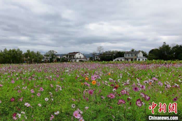 致富项目农村致富_2023年农村致富小项目_2020年农村致富项目