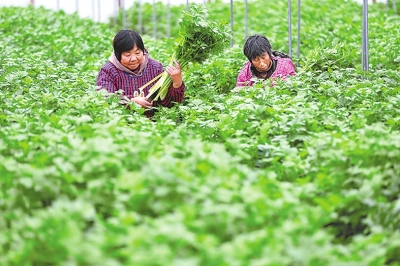 农村好的致富项目_致富农村好项目有哪些项目_农村有什么好项目致富