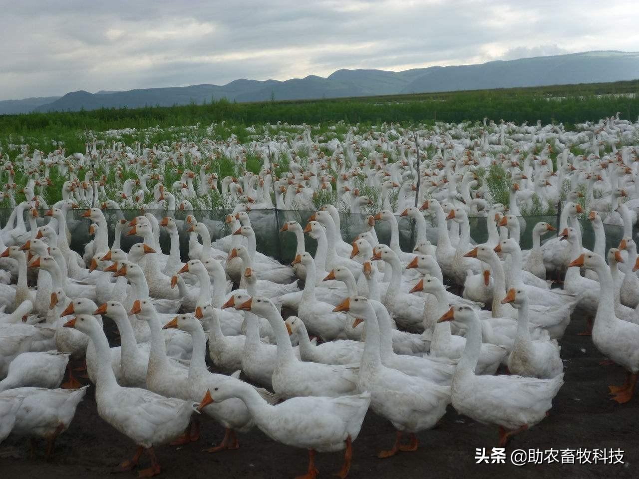 农村养殖什么致富快_农村致富养殖项目_农村致富新项目养殖