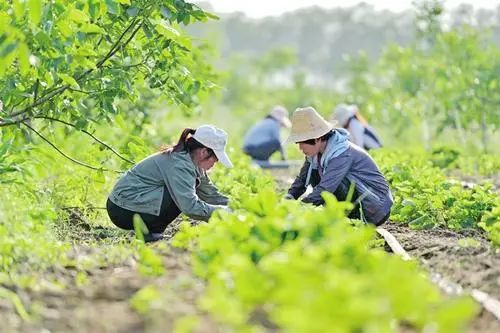 农民要致富关键靠_农村要发展农民要致富关键看_农村要发展 农民要致富关键在