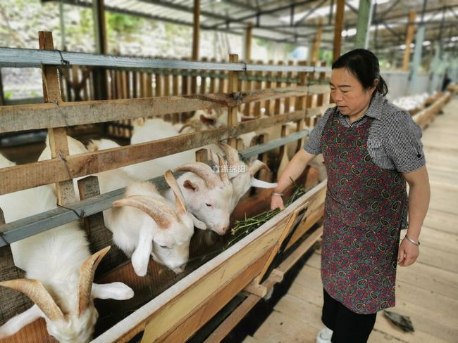 鱼塘养鸭子致富_致富鱼塘子养鸭视频_鱼塘养鸭子的好处