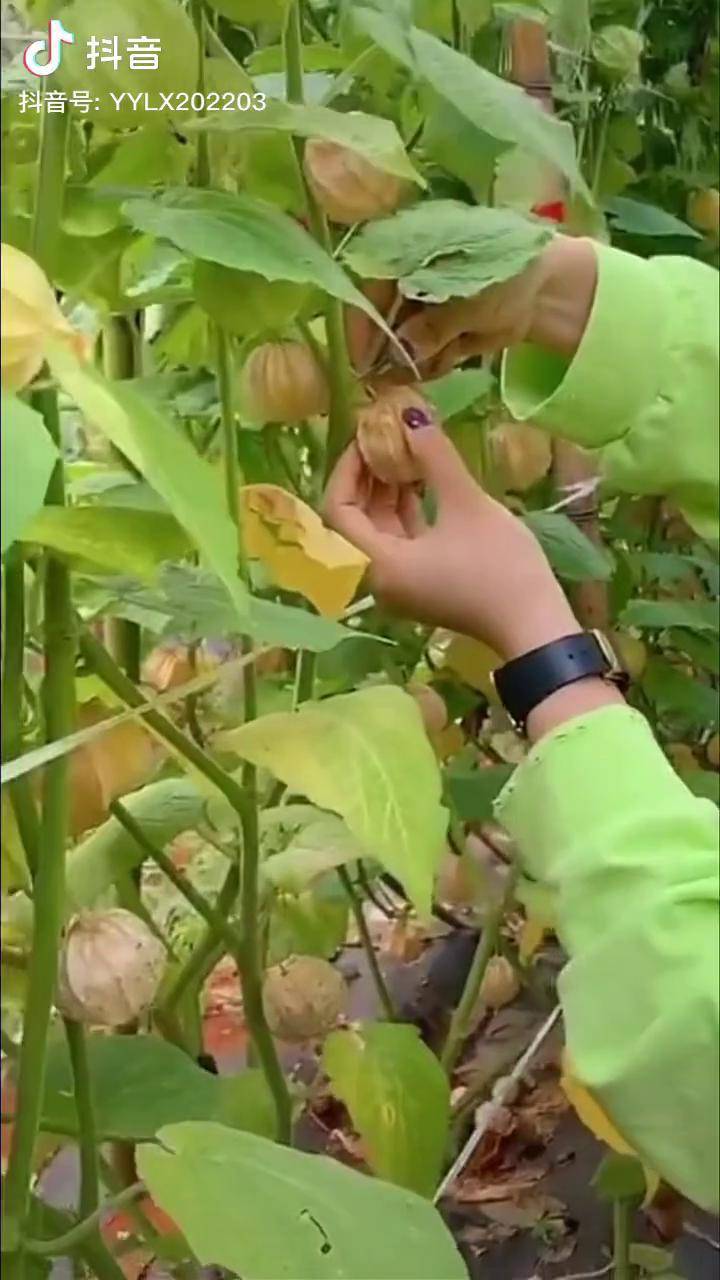 榆树嫁接:农村致富好项目_嫁接榆树视频_市场上嫁接榆树的老桩是什么