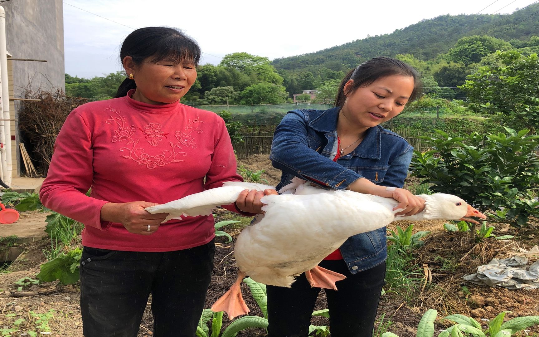 农业致富节目_农业致富视频_视频致富农业图片