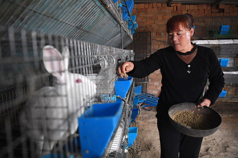 致富养殖獭兔怎么样_獭兔养殖致富_致富养殖獭兔好吗