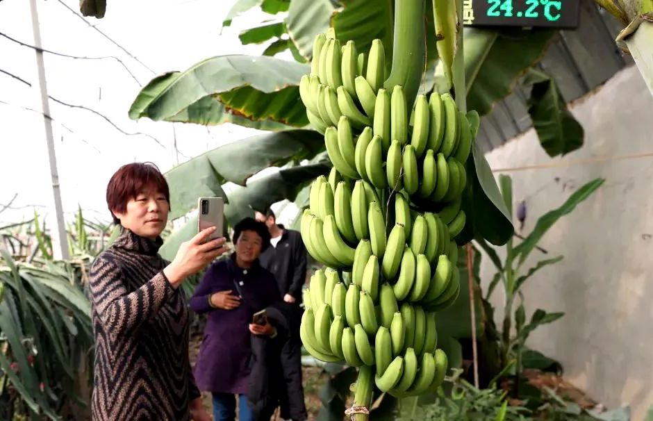 果树种植赚钱不_种果树利润怎么样_种植什么果树赚钱