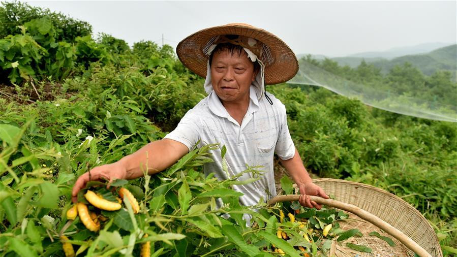 农民致富经_农民怎么样致富_致富俺们村