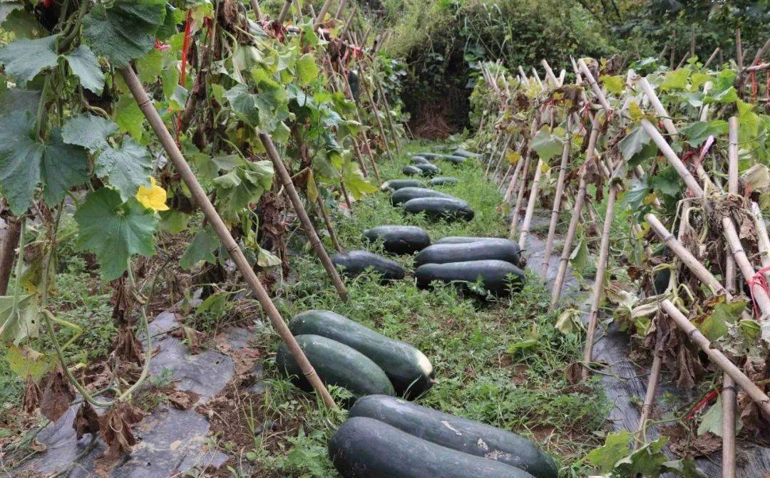 黑皮冬瓜露地种植亩产_村民种植黑皮冬瓜致富_黑皮冬瓜高产栽培技术