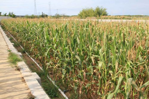 致富种植业农村项目新闻报道_农村致富新项目种植业_致富种植业农村项目新闻稿