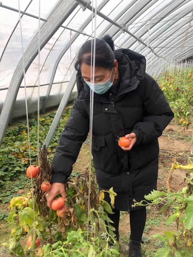 农村种植核桃为村民增收致富发展_农村种植核桃赚钱吗_核桃致富经